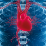 Echocardiogram