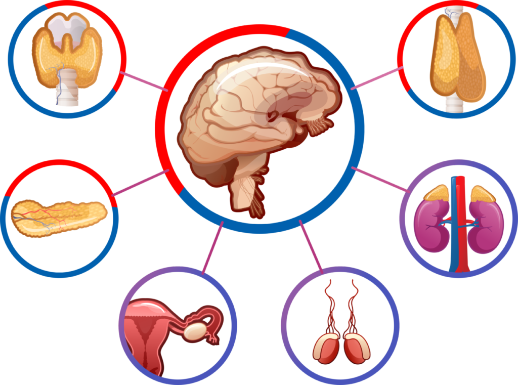 Endocrine System